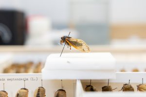One of the cicada specimens currently kept in UConn's Biodiversity Research Collections sits in the collections lab