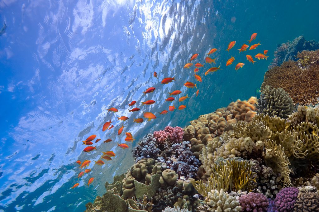 Vibrant and healthy coral reef ecosystem in the crystal clear waters of Red Sea, Egypt