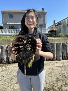 A student holds a large horseshoe crab in her hands.
