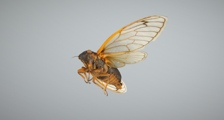 The image of a cicada rendered in high definition.