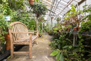 Various plants grow in the greenhouses of the UConn Botanical Conservatory