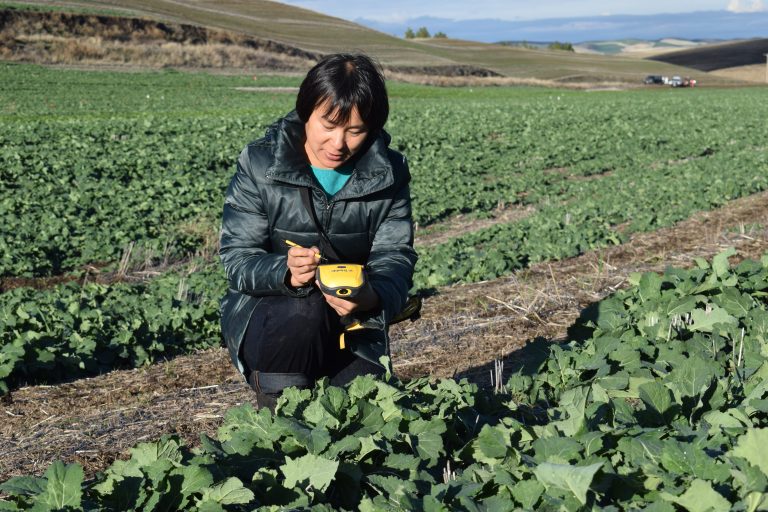 A professor wearing a puffer coat and carrying a handheld instrument kneels next to a green row of crops in a field.