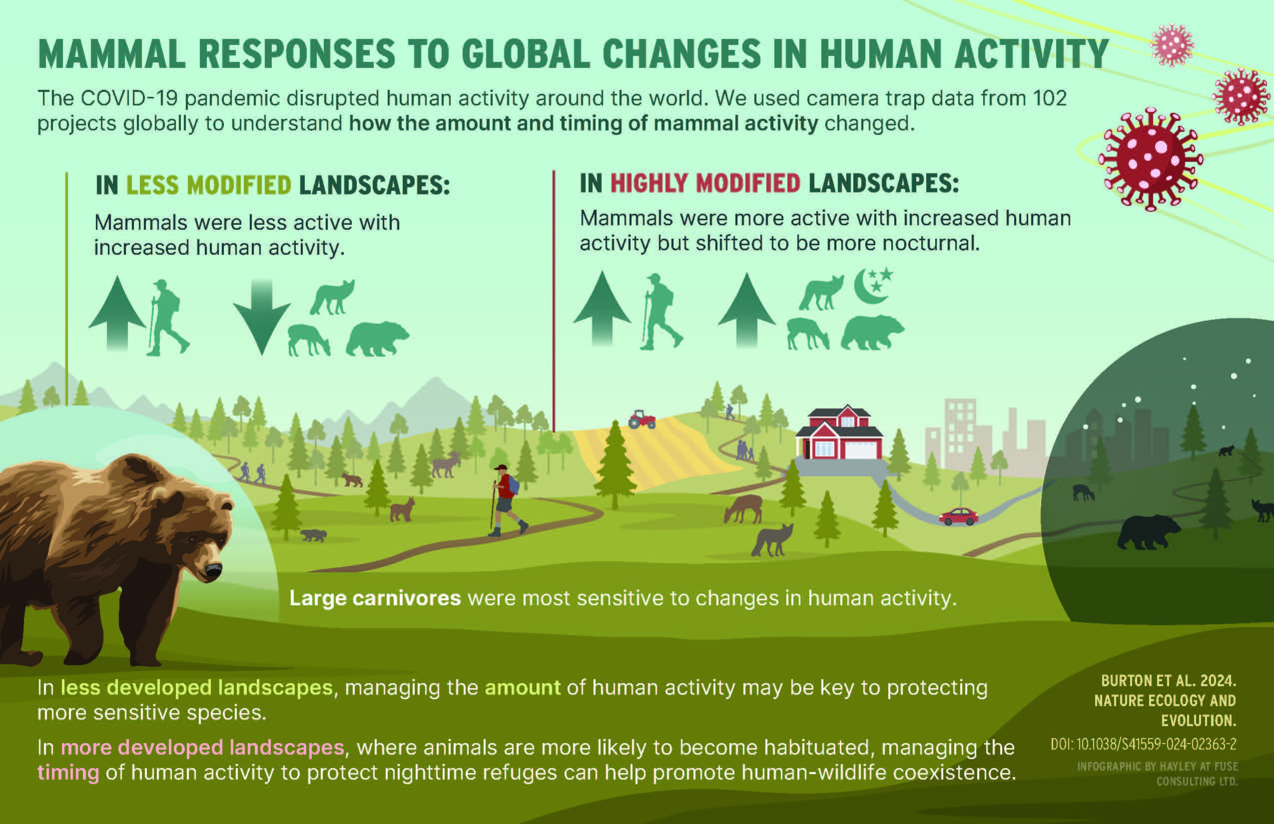 An infographic illustrating how different mammals responded to changes in human activity during the pandemic.