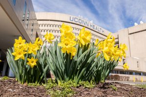 Yellow daffodils in the foreground, UConn Health building in background