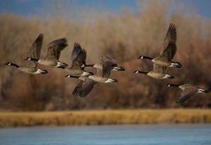 Canada geese in flight above a pond.
