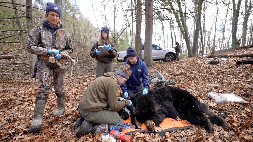 A group of wildlife biologists put a tracking collar on a tranquilized bear.
