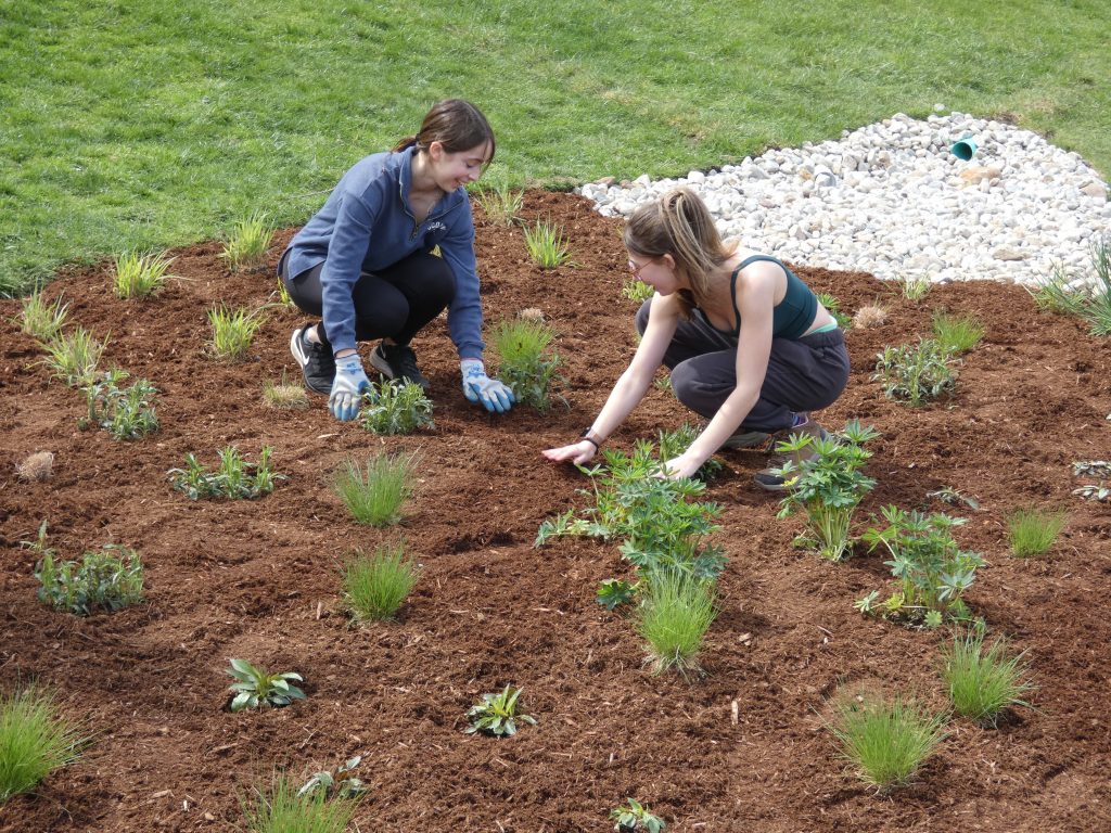 Two students kneel in a new rain garden on campus and pat down mulch.