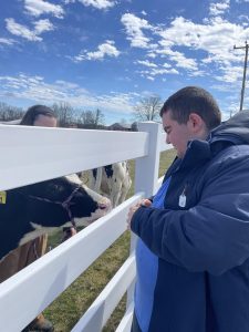 Ben, a young man from Toronto, greets a UConn cow on Horsebarn Hill.