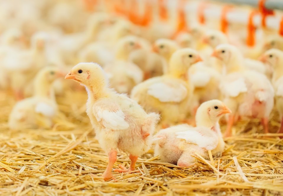 Young chickens just after hatching.