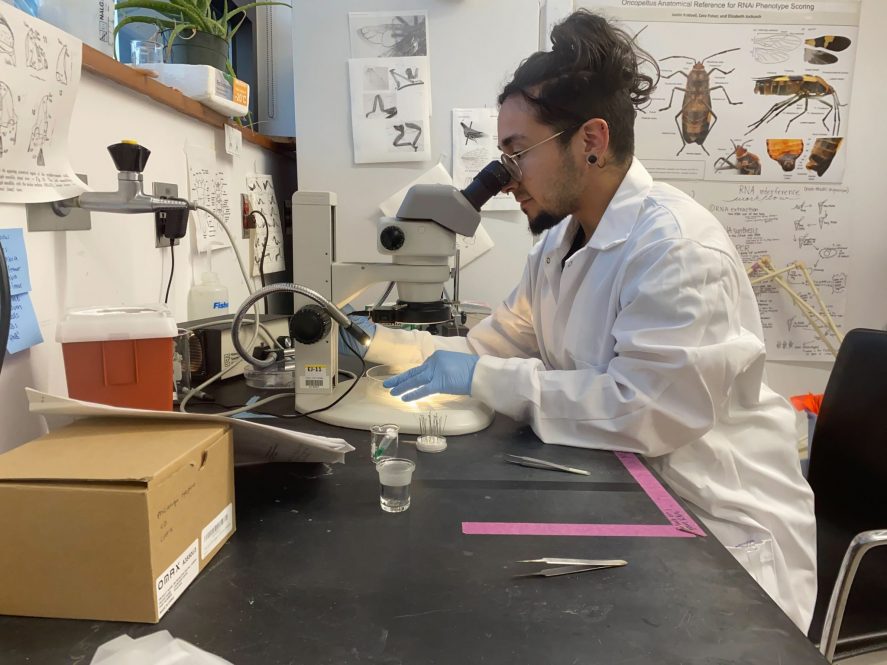 Asher Coello '23 (CLAS), a member of the first RaMP cohort at UConn, is studying genetic novelty in the giant milkweed bug for the individualized section of the NSF-supported program.