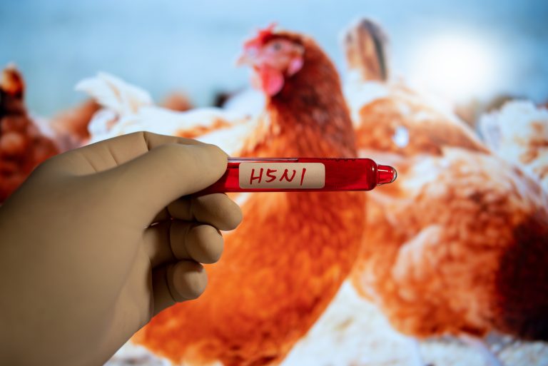一只戴着手套的手在公鸡面前拿着一个标有H5N1禽流感标志的测试浴缸。