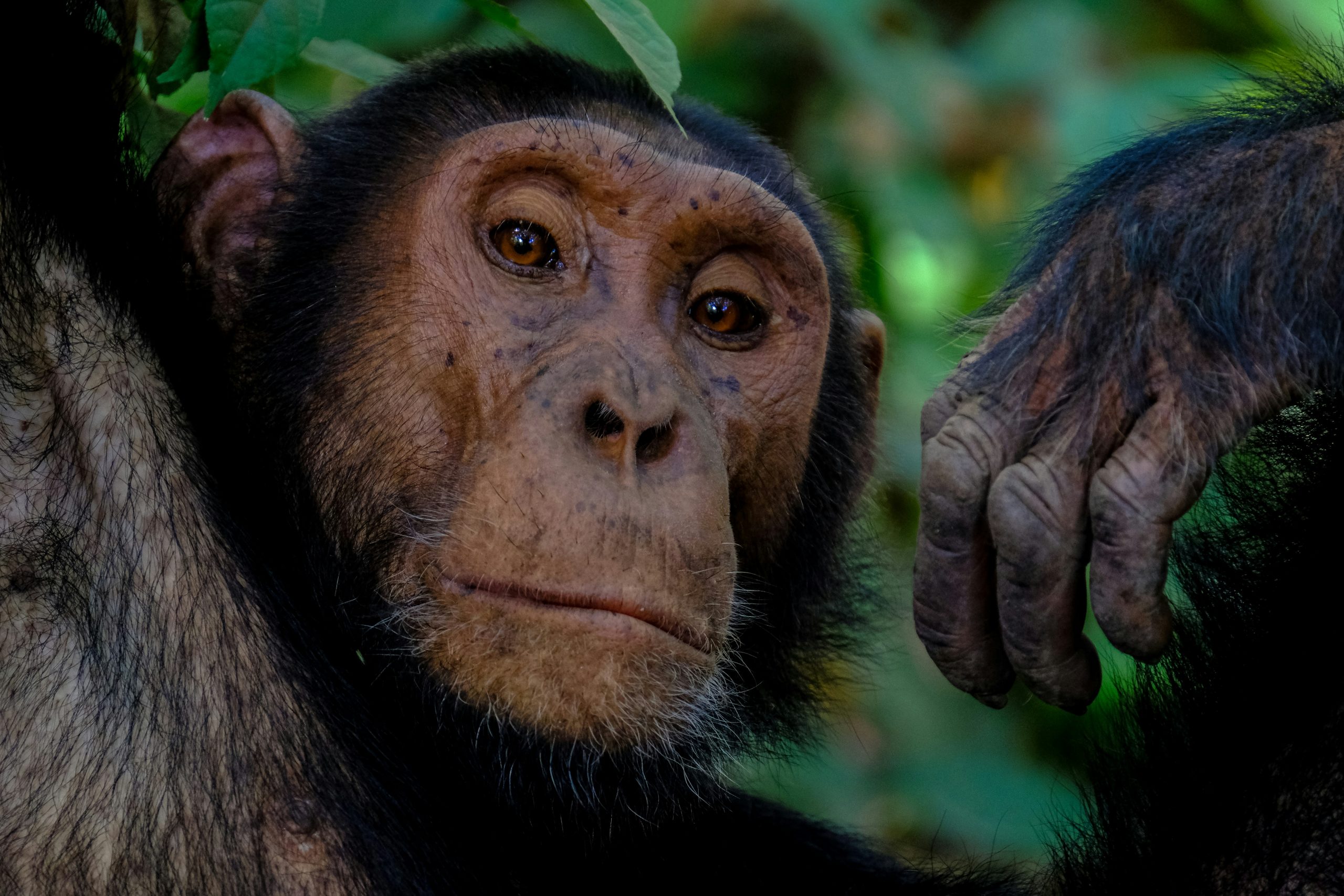 Close-up of a chimpanzee