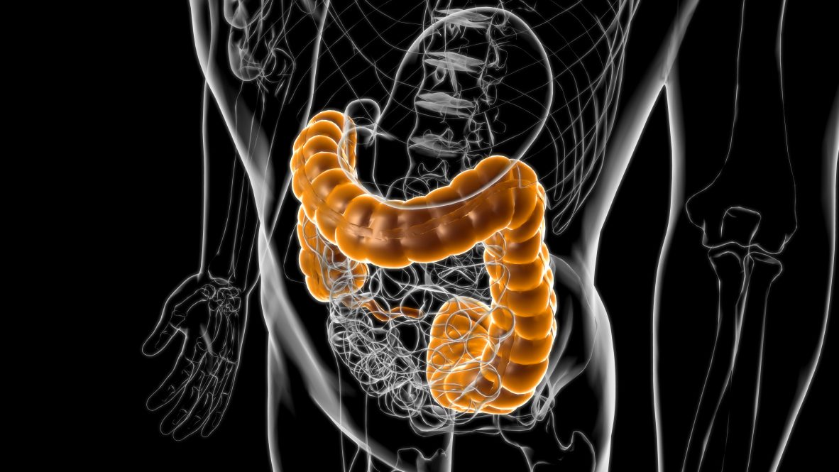 Large Intestine Human Digestive System Anatomy For Medical Concept 3D Illustration