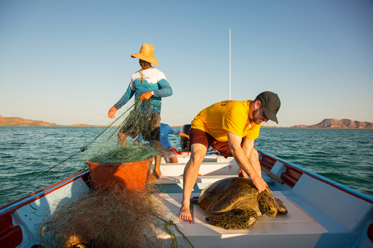 A man hauls a large sea turtle onto a boat.