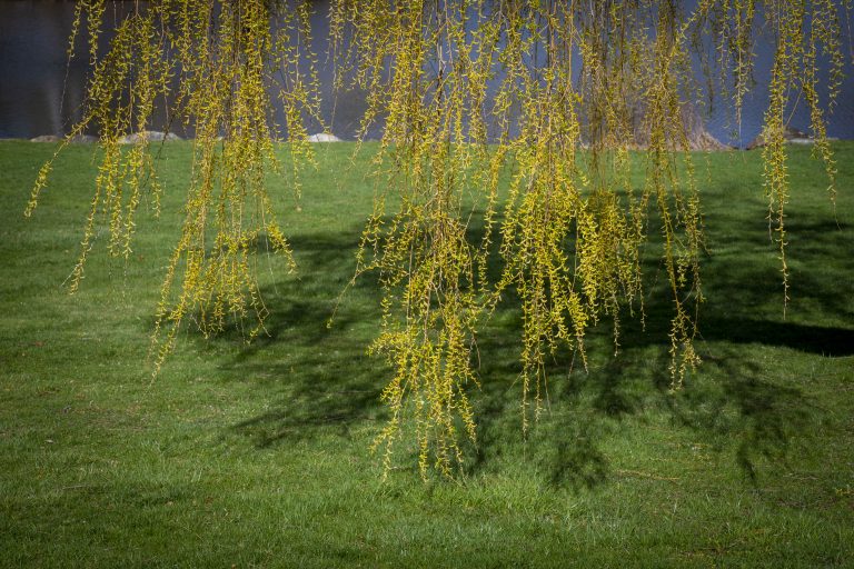 A photo of a willow tree and Mirror Lake