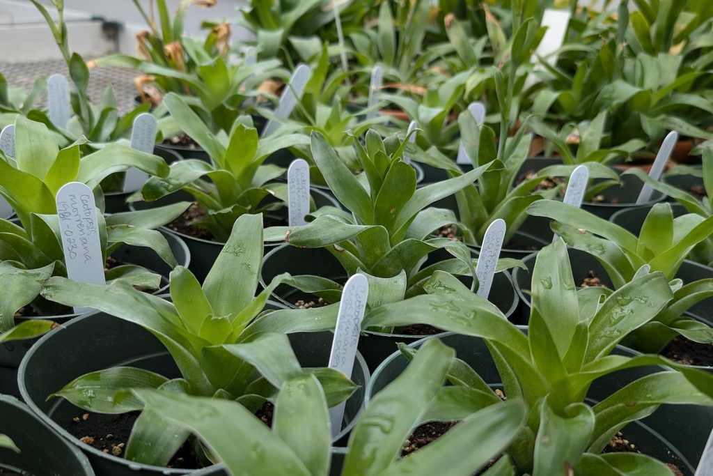 a row of leaves and plants