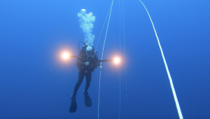 Auster during a blue water dive