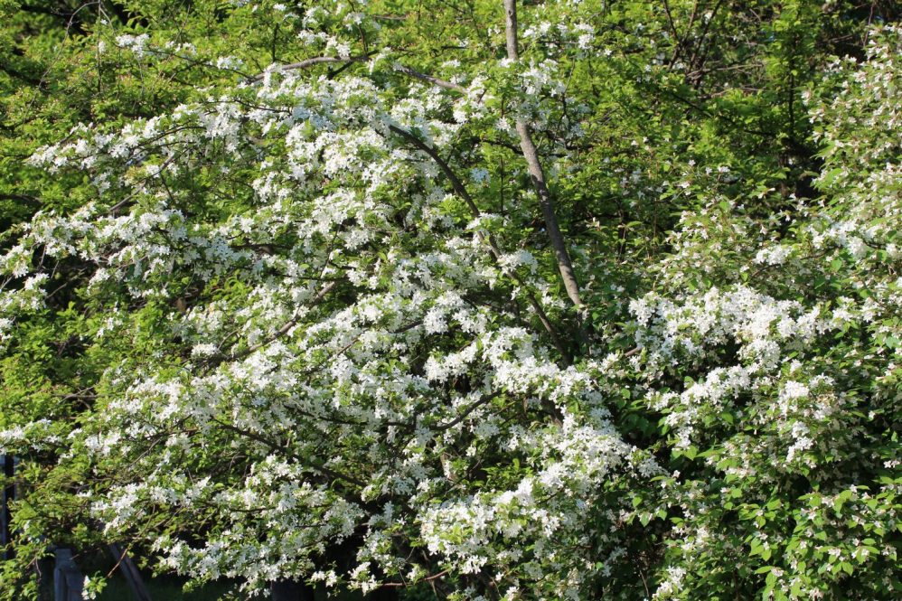 Callery pear