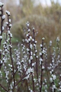 Close up of willows