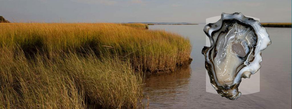 salt water marsh and an oyster