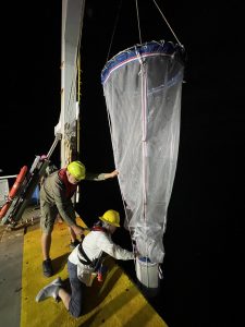 The researchers also collected fragile gelatinous zooplankton with a special net to minimize damage. Here they are preparing a gelnet to aid in collection.