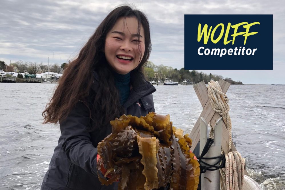 Yidan Zhang, a Ph.D. student at UConn, displays some of the seaweed she’s pulled from the Long Island Sound off Stonington. A member of the Atlantic Sea Solution startup, she is refining the process of using seaweed extract as an edible coating that reduces food spoilage.