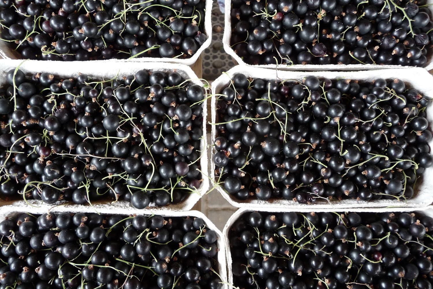 Blackcurrants in containers