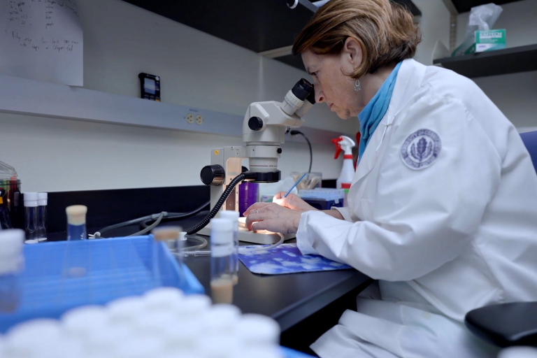 UConn Health geneticist Blanka Rogina studying in her lab