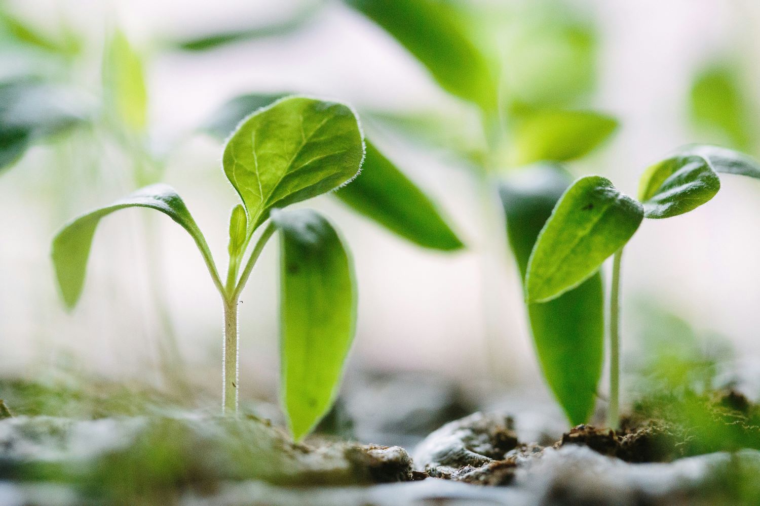 close-up of sprouting plants