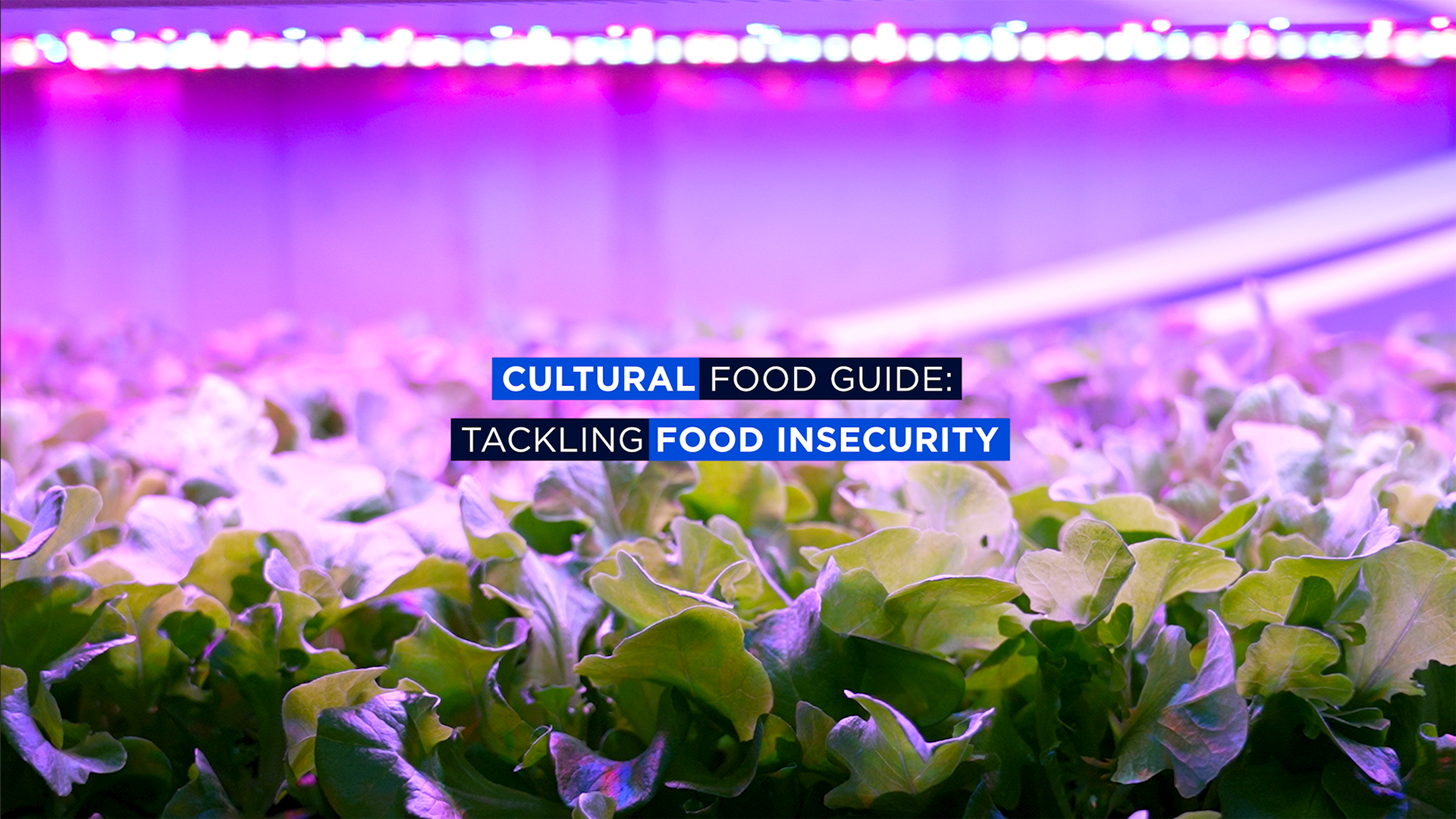 Photo of plants overlayed by text reading "Cultural food guide: tackling food insecurity"