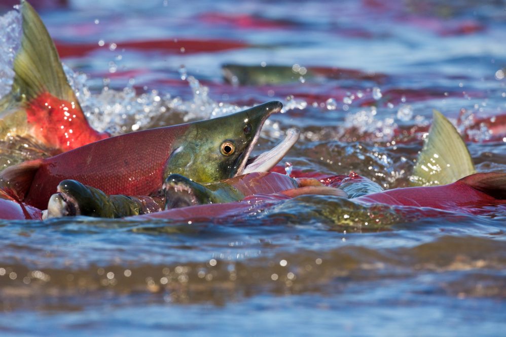 Pacific salmon in the water