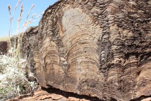 The slimy layers of biofilms contain organisms that can sequester elements like calcium, which gives them a characteristic cement-like layer. Visscher's recently published research gives insight into how biofilms have played a vital role in Earth's carbon cycle.