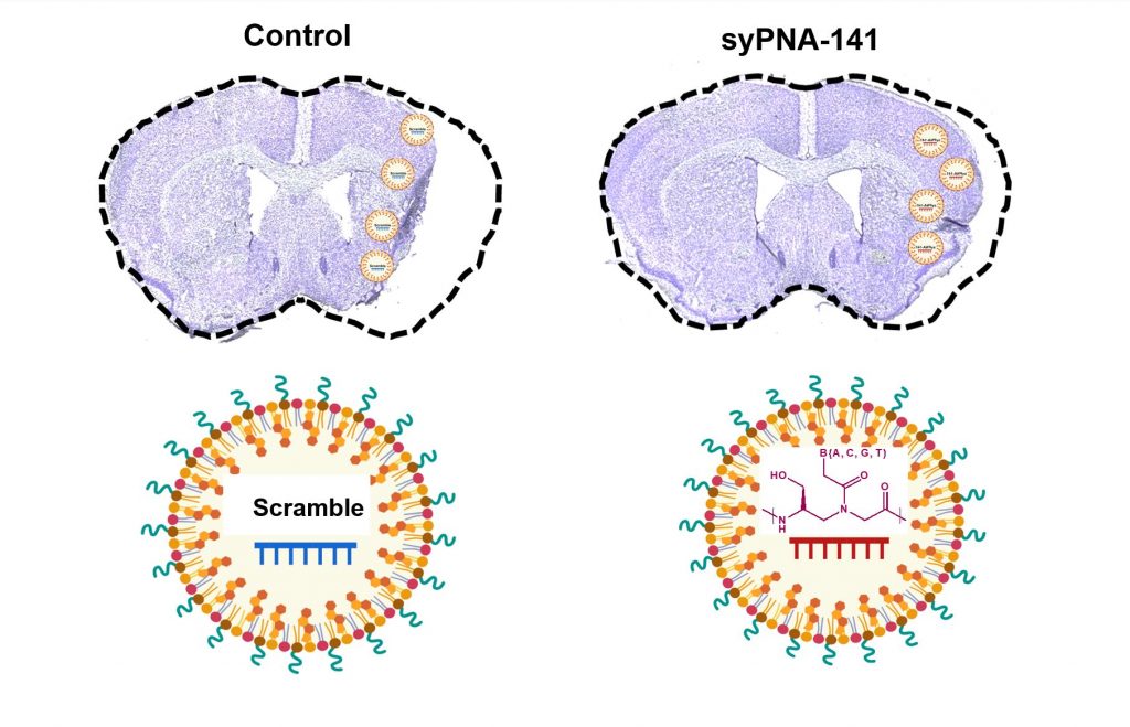 Novel gamma PNA based miRNA-141-3p inhibitors (syPNA-141) reduced brain damage (image on right with less atrophy) after stroke in mouse model of ischemic stroke.