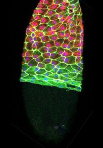 An ovarian follicle in the process of rupture. The pale green shadow toward the bottom of the image is the egg, emerging from the ruptured end of the follicle. CREDIT: Stella E. Cho, Sun laboratory, UConn. 
