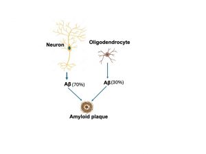 Amyloid plaques, composed mainly of b-amyloid peptide (Aß), are a key feature of Alzheimer’s disease. They appear to be derived not only from neurons but also oligodendrocytes, a different type of brain cell.