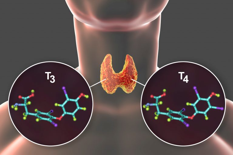 illustration showing thyroid gland and T3 and T4 molecules