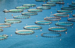 Fish farm in the sea