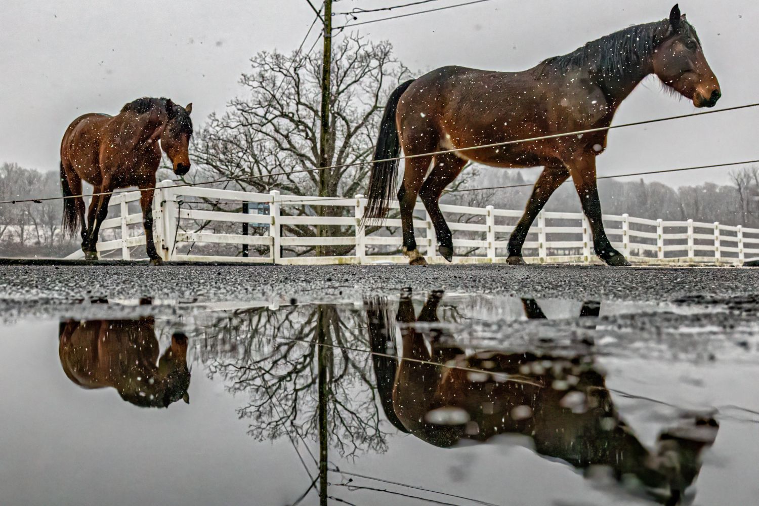 UConn horses in the winter