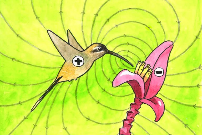 Illustration showing how electric charges help mites move between flowers via hummingbirds. The pluses and minuses show the nature of the electric charges.