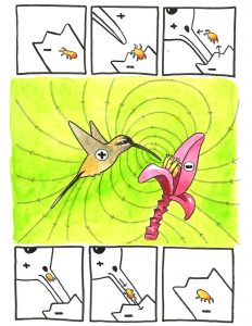 Illustration showing how electric charges help mites move between flowers via hummingbirds. The pluses and minuses show the nature of the electric charges. 