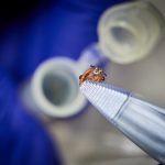 Ticks at the Connecticut Veterinary Medical Diagnostic Laboratory on July 21, 2017. (Peter Morenus/UConn Photo)