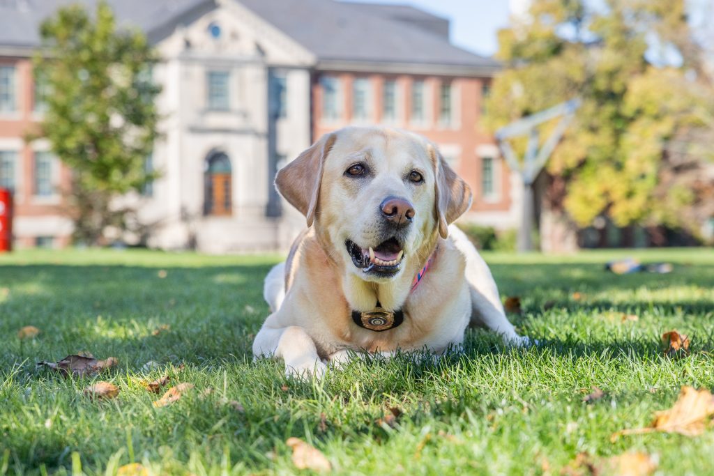 UConn Police Department K9 Officer Tildy play on the Student Union lawn on Oct. 23, 2023.