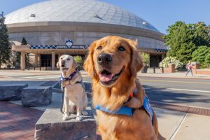 UConn Police K9 Officers Jazmine and Tildy sit near Gampel Pavilion