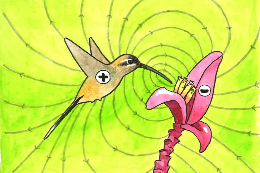 Illustration showing how electric charges help mites move between flowers via hummingbirds. The pluses and minuses show the nature of the electric charges.