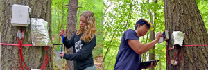 Graduate students Caroline Stanton (left) and Kevin Li (right) collecting samples from trees in the UConn Forest.