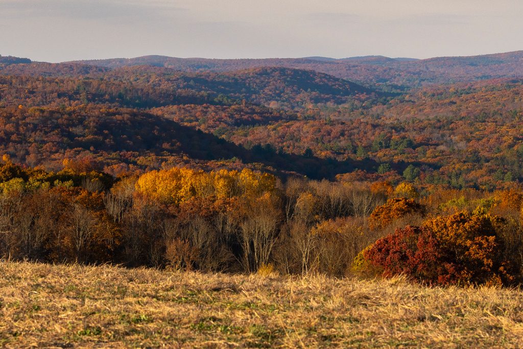 Golden hour looking out on the UConn Forest.