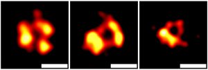 DNA-PAINT super-resolution microscopical images of GSDMD pores on extracellular vesicles released by pyroptotic cells.