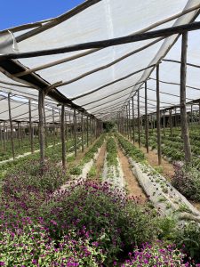 Strawberry production in Constanza Dominican Republic