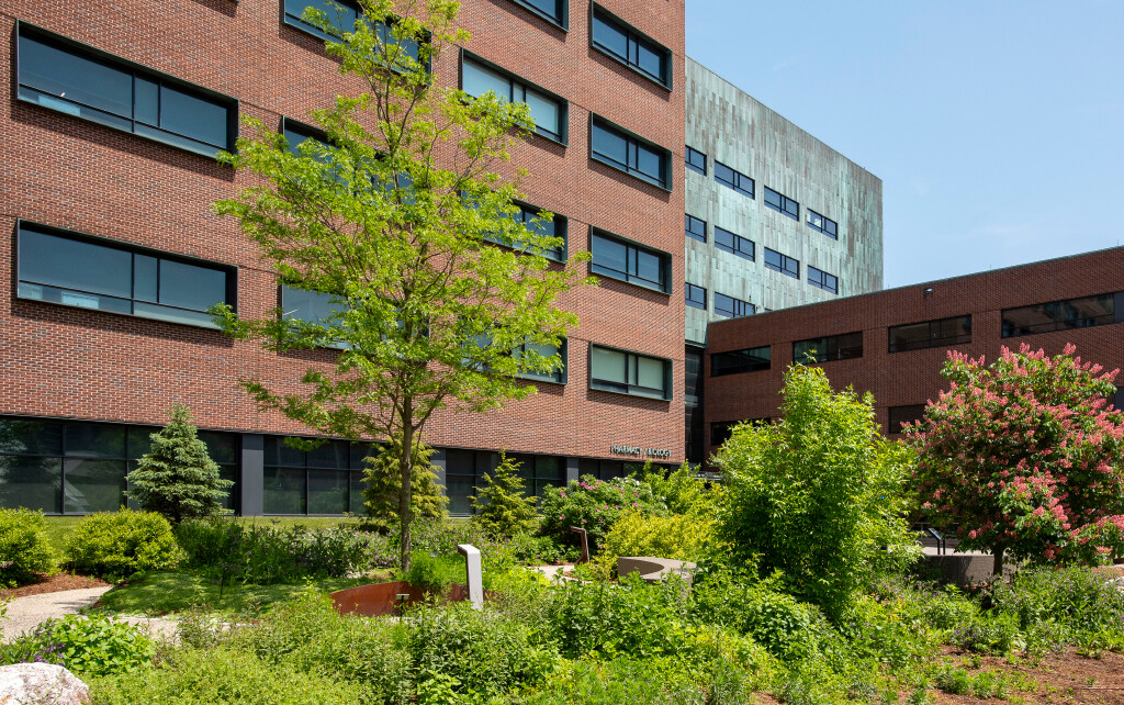 Greenery Around the School