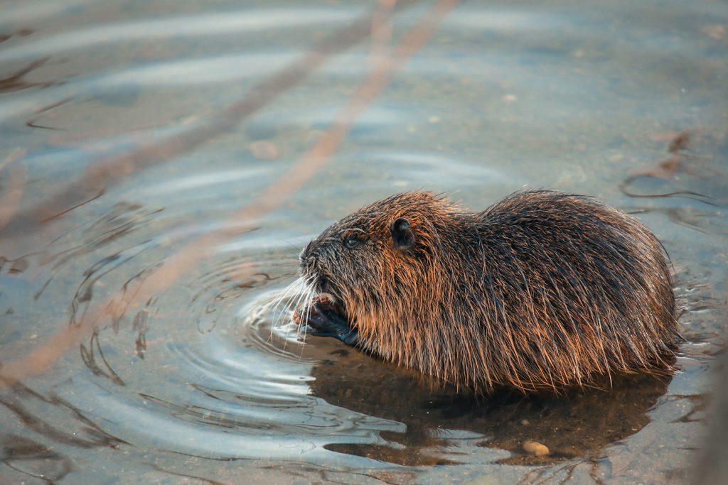 A beaver is swimming gracefully in a pond, creating ripples in the water. The scene captures the serene beauty of nature at sunset, with soft light reflecting off the surface.